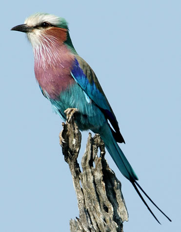 Lilac Breasted
Roller